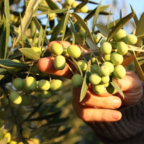 ultra premium extra virgin olive oil
