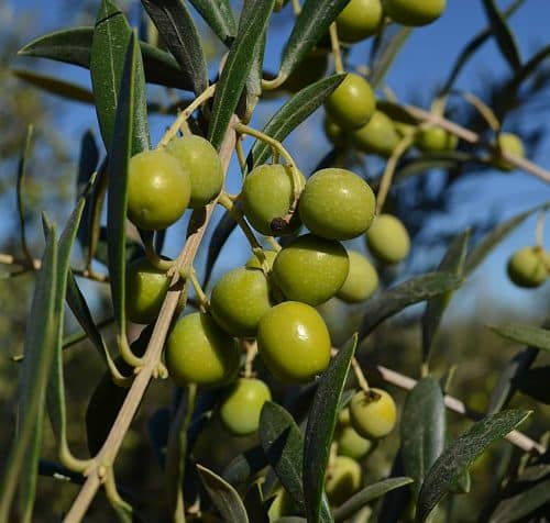 High Biophenol Olive Oil