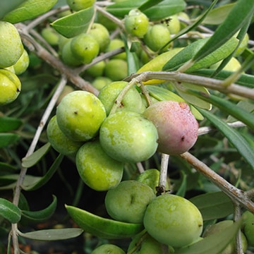Lentisca Olive Oil - Fresh Harvest